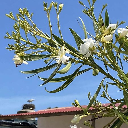 Herdade Dos Salgados Do Fialho ฟารู ภายนอก รูปภาพ