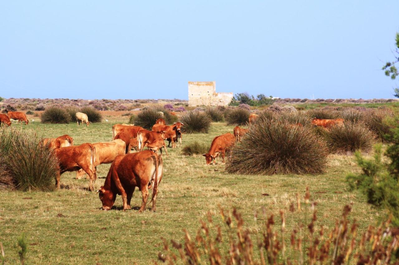 Herdade Dos Salgados Do Fialho ฟารู ภายนอก รูปภาพ