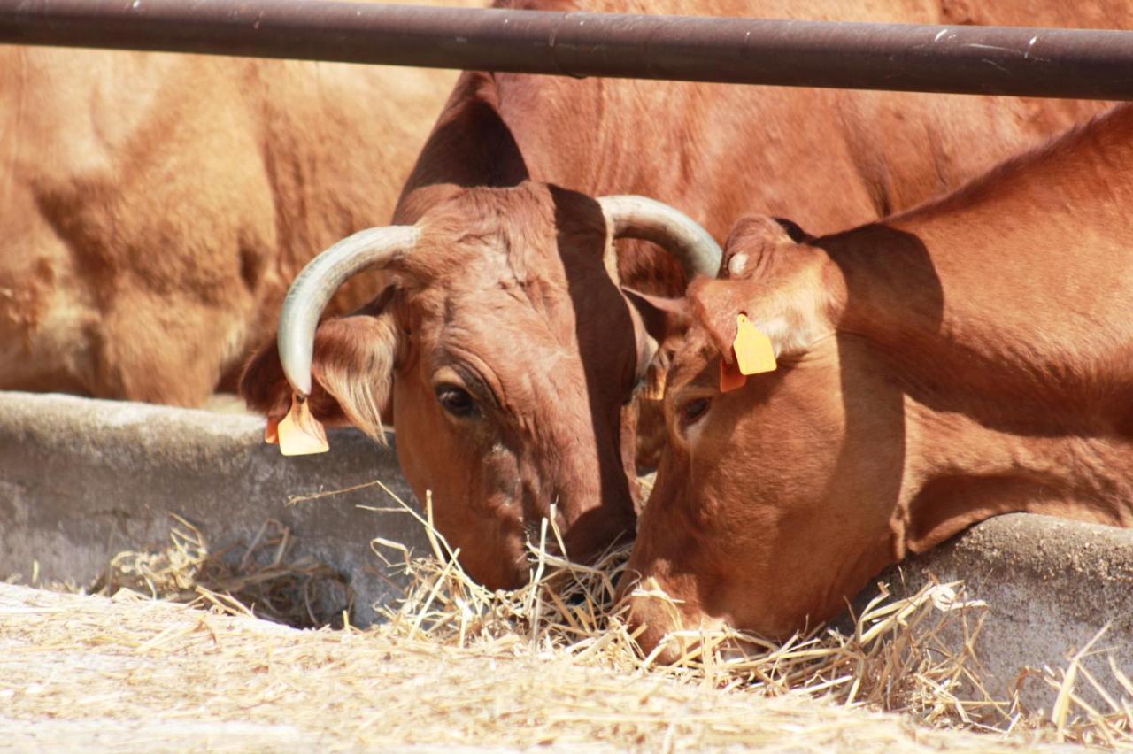 Herdade Dos Salgados Do Fialho ฟารู ภายนอก รูปภาพ