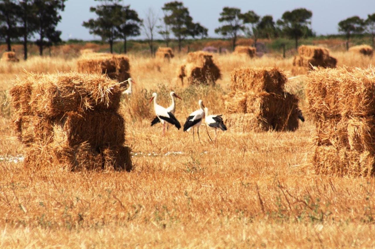 Herdade Dos Salgados Do Fialho ฟารู ภายนอก รูปภาพ