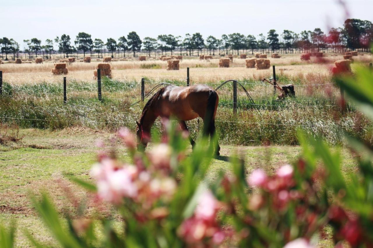 Herdade Dos Salgados Do Fialho ฟารู ภายนอก รูปภาพ
