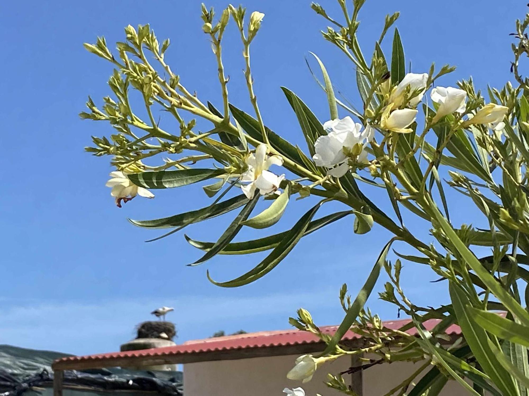Herdade Dos Salgados Do Fialho ฟารู ภายนอก รูปภาพ
